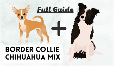 Border Collie Chihuahua Mix: All You Need to Know! – The Puppy Mag