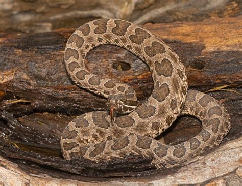 Exploring the Enigmatic Massasauga Rattlesnake: A Fascinating Look into ...