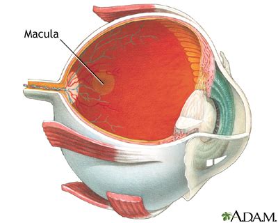 Macula lutea | UF Health, University of Florida Health