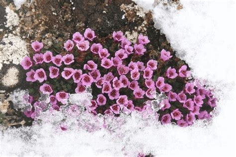 Arctic Facts: What plants grow in the North Pole?