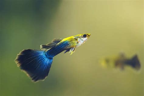 Guppy Fish Care Guide: Appearance, Diet, and More