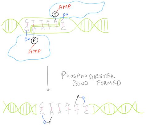 Ligate Sticky Ends via DNA Ligation - SciGine