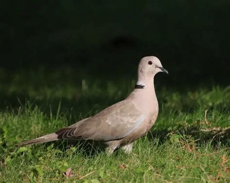 Eurasian Collared Dove - Facts, Diet, Habitat & Pictures on Animalia.bio