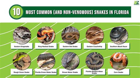 10 of the Most Common (and Non-Venomous) Snakes in Florida - AZ Animals