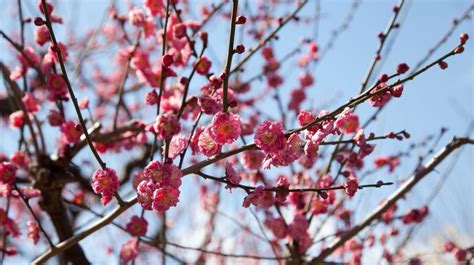 "Ume" Plum blossom Viewing Spots in Kanasai | Nipponderful.com