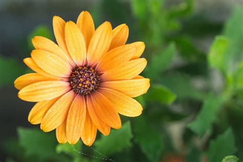 Orange daisy flower | High-Quality Nature Stock Photos ~ Creative Market