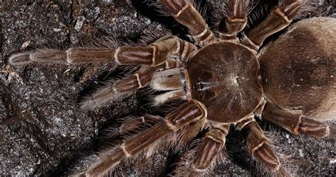 Meet The Goliath Birdeater, The World's Biggest Tarantula