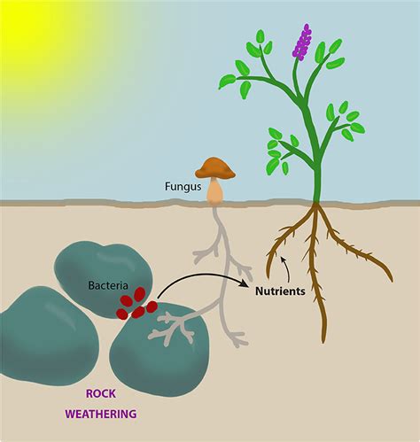 Who Feeds The Plants? Microbes! · Frontiers for Young Minds