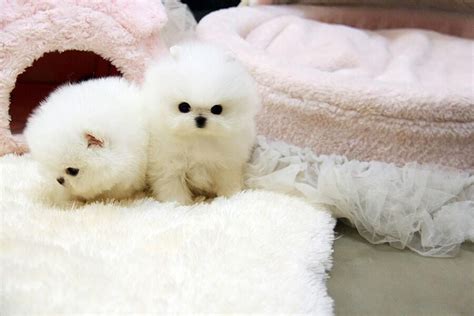 White Teacup Pomeranian Breeders Near Me - Pets Lovers