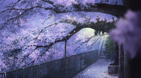 Cherry Blossom Sakura Flower Anime GIF, cherry blossom gif