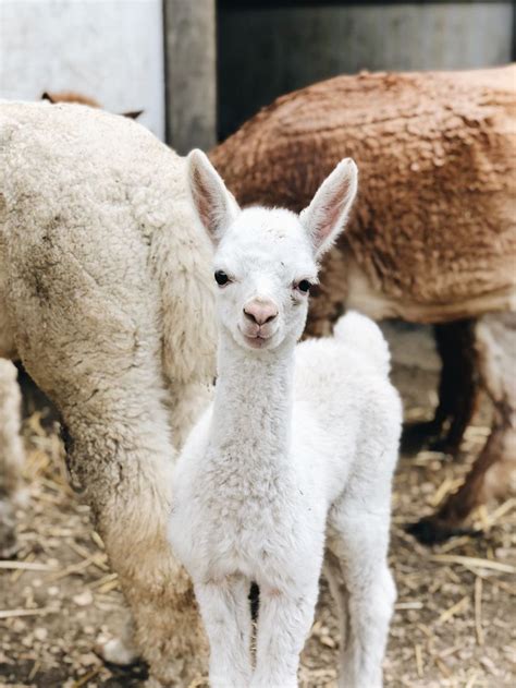 Alpaca Petting Farm Near Me | Pets Animals US