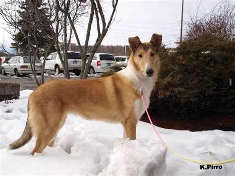 Pin on Collies