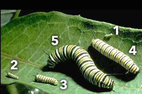 The Life Cycle of a Monarch Butterfly - International Butterfly Breeders Association