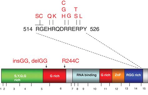 Mutations in the FUS/TLS Gene on Chromosome 16 Cause Familial ...