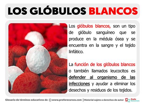 Función de los glóbulos blancos