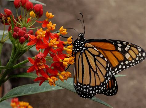 Scarlet Red Tropical Butterfly Milkweed Blood Flower Asclepias ...