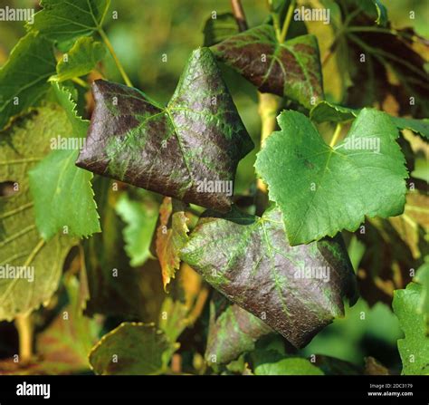 Leafroll disease, grape leafroll asssociated viruses symptoms on Pinot Noir grape leaves ...