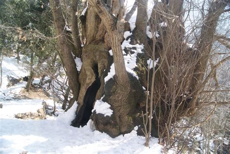 Tree,old,chestnut tree,free pictures, free photos - free image from needpix.com