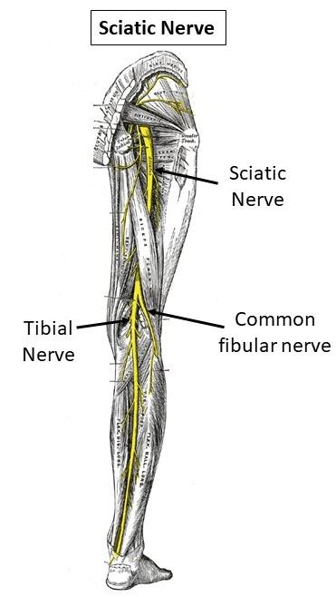 Femoral And Sciatic Nerve