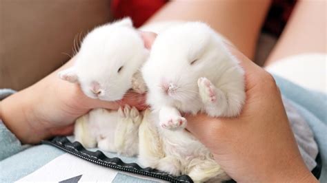 Baby Bunnies Can't Stay Awake - YouTube