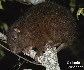 Hispaniolan hutia - Alchetron, The Free Social Encyclopedia