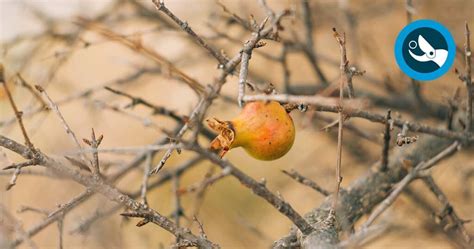 POMEGRANATE TREE PRUNING: WHEN, HOW, BY MEANS OF WHICH TOOLS - Campagnola