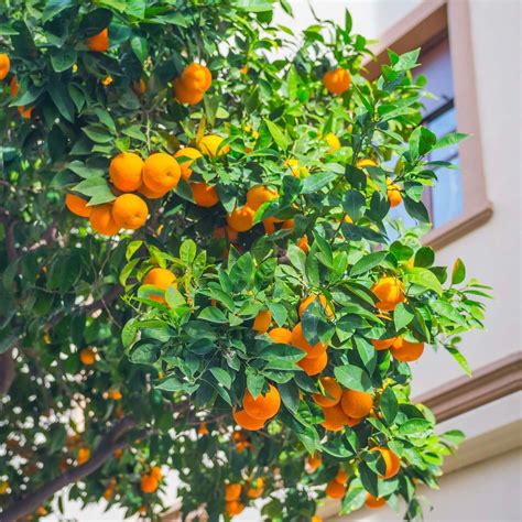 Valencia Orange Tree | Plants Express