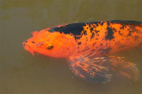 Big Koi Photograph by Thomas Nguyen