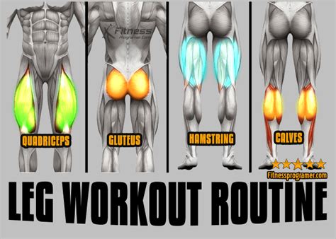 Intermediate Leg Workout Routine For Building Muscle