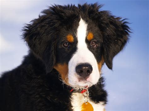 Best Service Dog Breeds of 2022 - SitStay