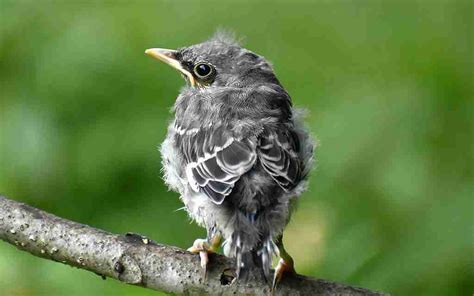 What Do Baby Mockingbirds Eat?