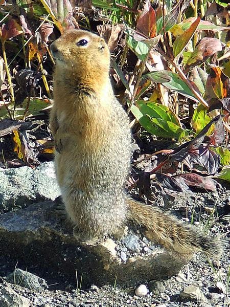 Every Day Is Special: February 2, 2012 - Marmot Day in Alaska