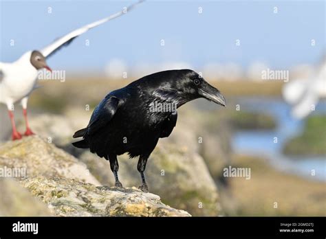 Raven - Corvus corax Stock Photo - Alamy