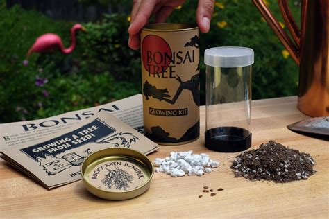 Bonsai Tree | Seed Grow Kit – The Jonsteen Company