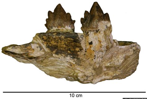 Whale Fossils Found At California Construction Site Attributed To Previously Unknown Species ...