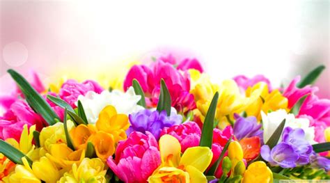 Bright Spring Flower Wallpapers - Wallpaper Cave