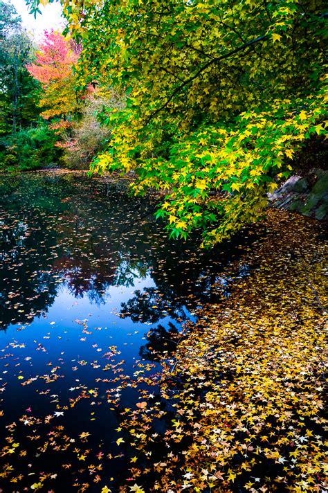 Photo Of The Day: Autumn Colors In Central Park | autumn colors, central park, new york city