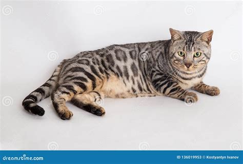 Bengal cat photo in studio stock image. Image of asiancat - 136019953