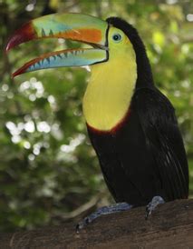 Endangered - Toucans