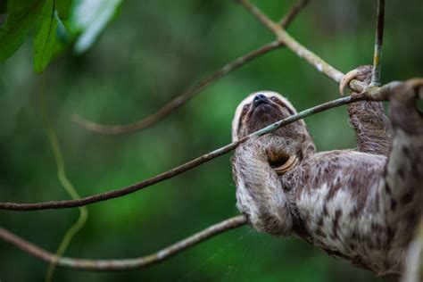 3,400+ Sloth Hanging From Tree Stock Photos, Pictures & Royalty-Free Images - iStock