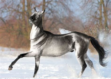 Rarest Horse Color In The World