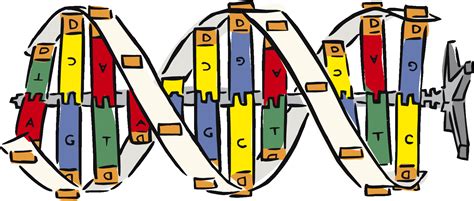 Dna clipart - Clipground