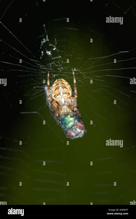 Garden spider with prey Stock Photo - Alamy