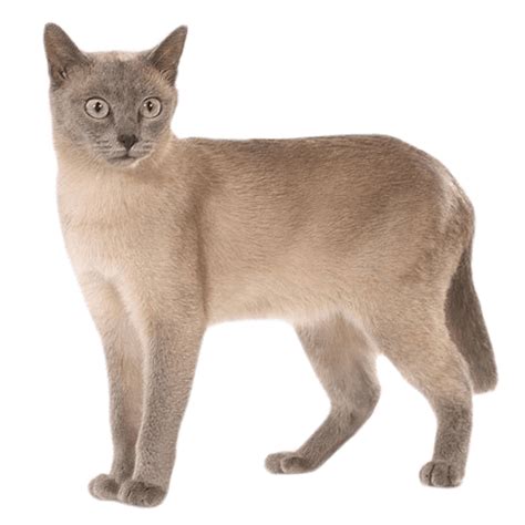 Tonkinese: Personality, Diet, Grooming, Training | Petplan