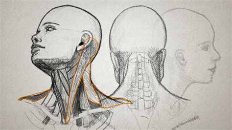 Drawing the Human Head | Pluralsight