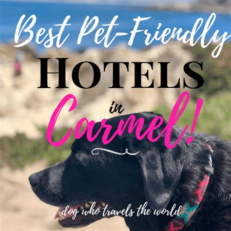 Best Pet-Friendly Hotels in Carmel! - Girl Who Travels the World