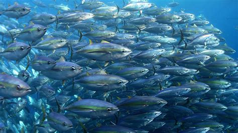 Global Tuna Conservation | The Pew Charitable Trusts