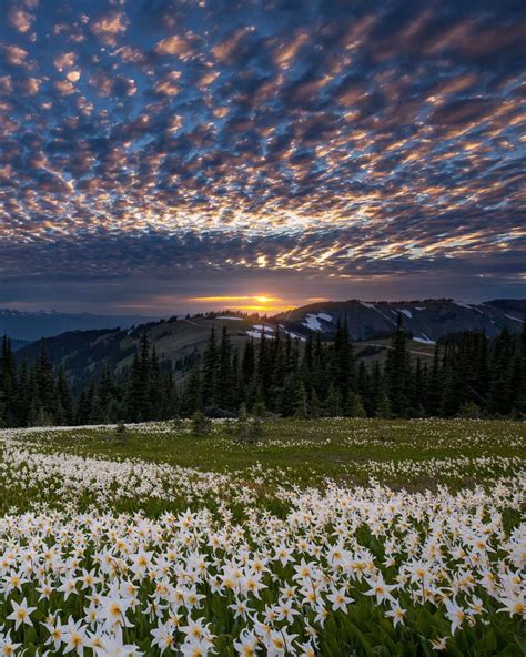 Field of Lilies, by Doug Shearer | Wolken, Ästhetik, Blitze