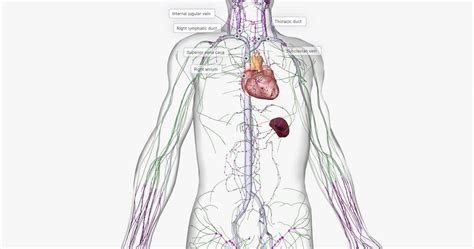 Lymph vs. Interstitial Fluid: An Overview (2024)