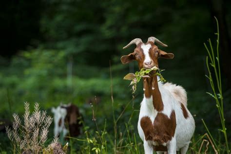 How to treat goat diseases and illnesses naturally | Countryside Daily ...